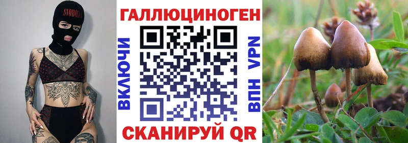 Купить  Сорск  Псилоцибиновые грибы мухоморы 